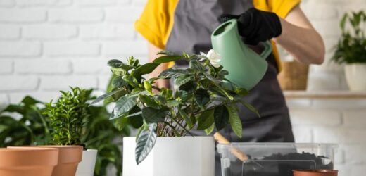 Odpuść kupowanie chemicznych odżywek do roślin. Kuchenny produkt zamieni je w dżunglę