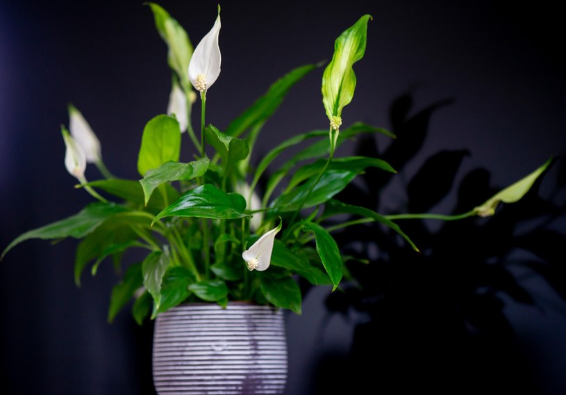 Mlecznobiałe wybawienie dla skrzydłokwiatu. Dwa produkty uratują gasnącą roślinę