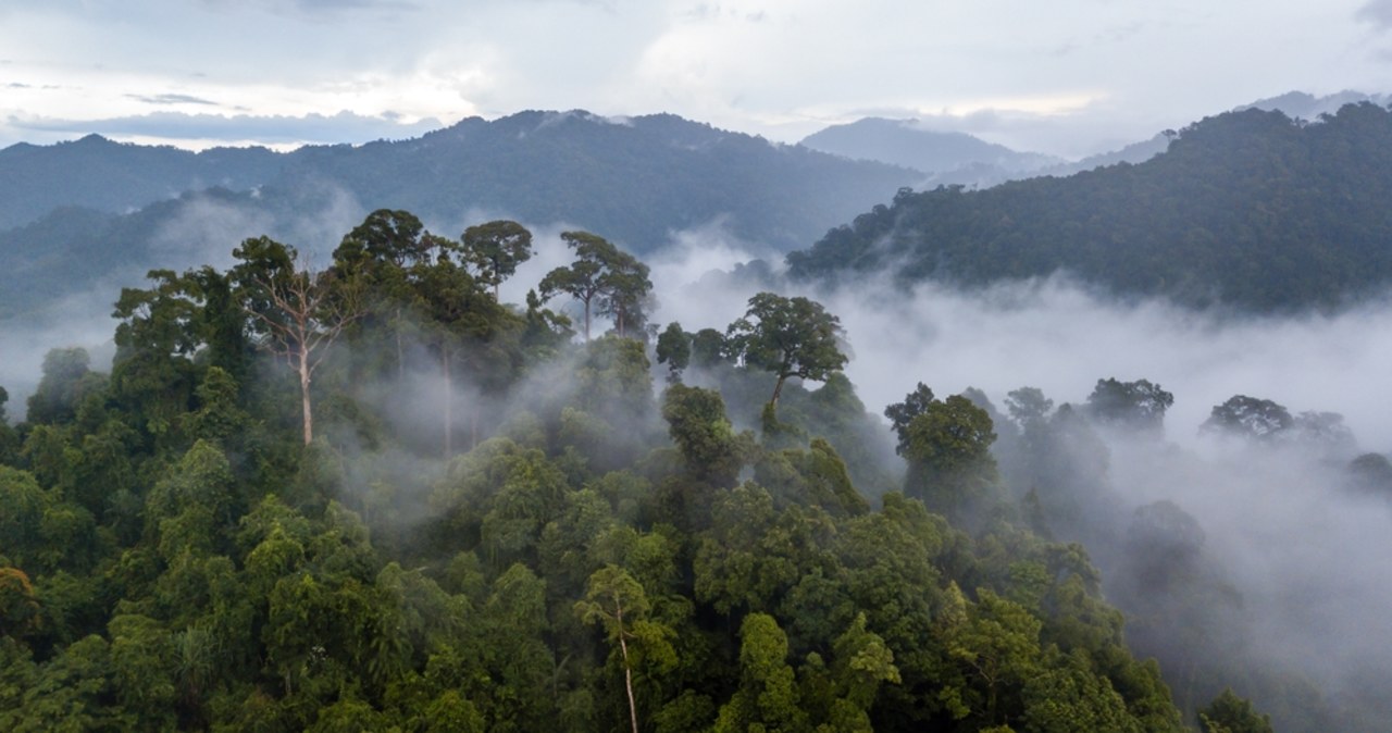 Zaginiona dolina w Amazonii. W dżungli odkryto miasta sprzed 2 tys. lat