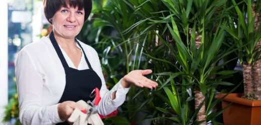 Gwarant pióropuszy z liści. Roślina praktycznie nie do zdarcia