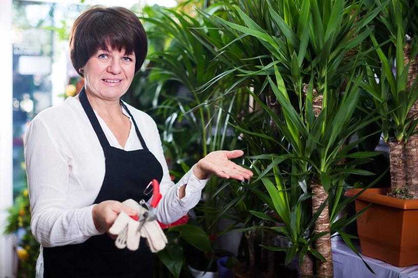 Gwarant pióropuszy z liści. Roślina praktycznie nie do zdarcia