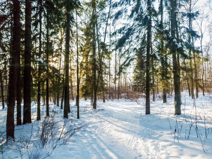 Zaskakujący widok w polskich lasach. Trafiłeś na bezśnieżne kręgi?