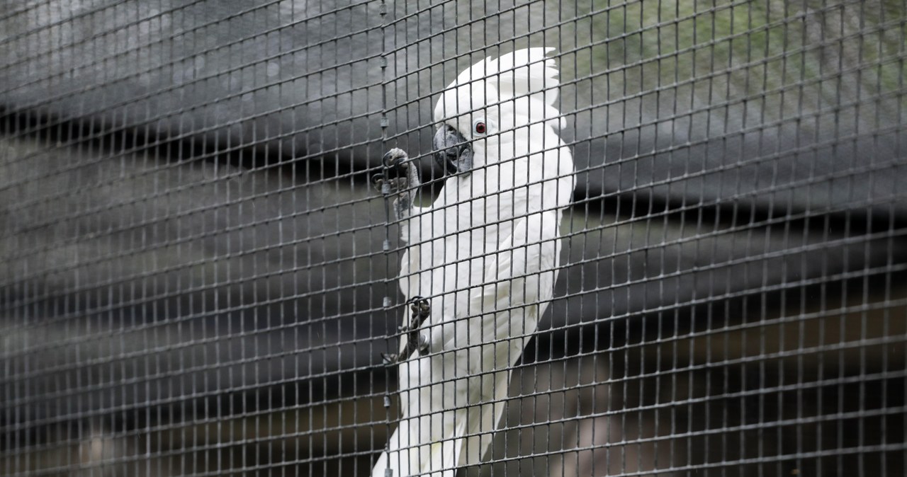 Pomóżcie wybrać nazwę nowego pawilonu w warszawskim zoo