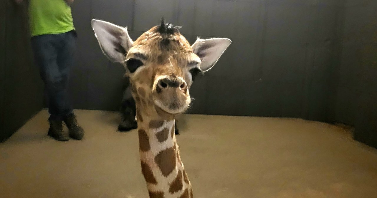 ​Mała żyrafa przyszła na świat w łódzkim ogrodzie zoologicznym