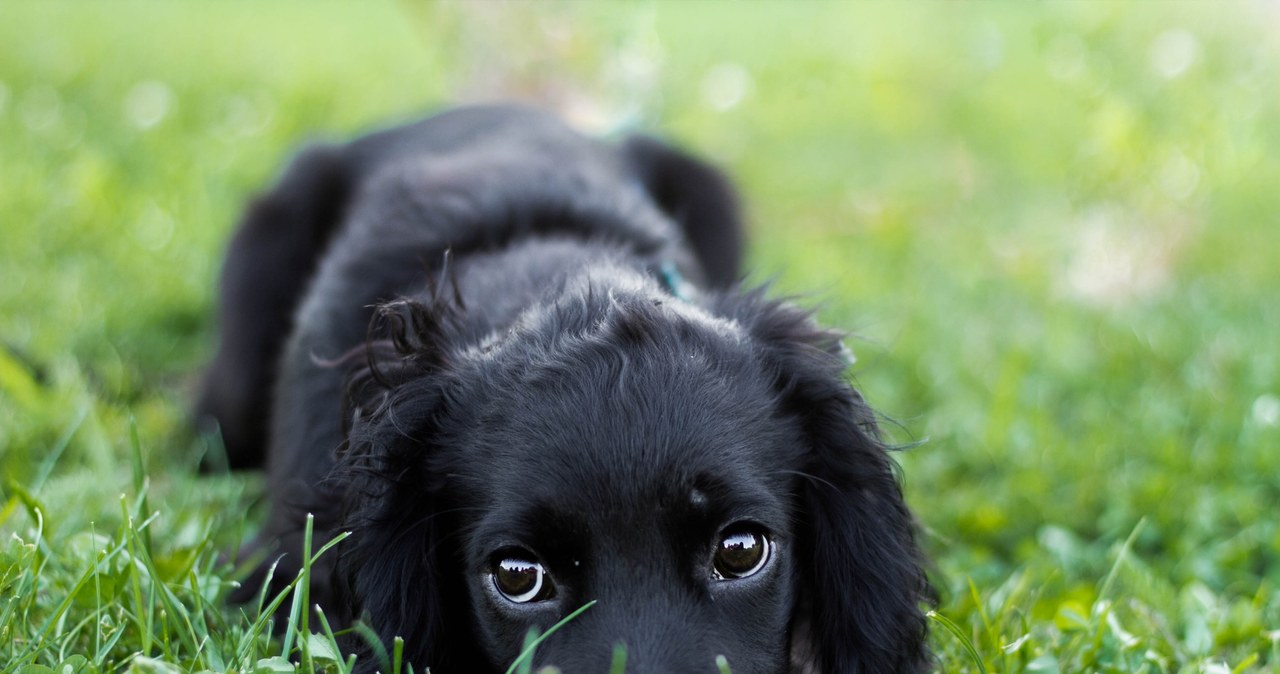 Sześcionogi spaniel porzucony na parkingu. Przeszedł operację