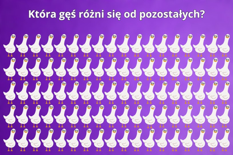 Test na spostrzegawczość: Która gęś różni się od pozostałych? Tylko bystre oko znajdzie różnicę