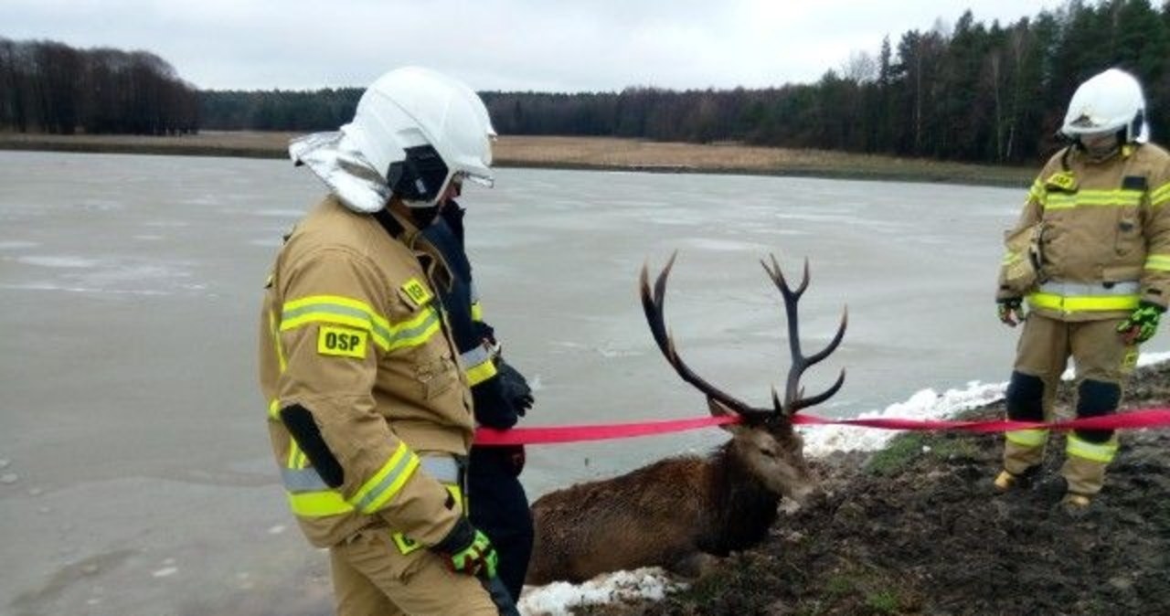 Pod jeleniem zarwał się lód. Pomogli mu strażacy