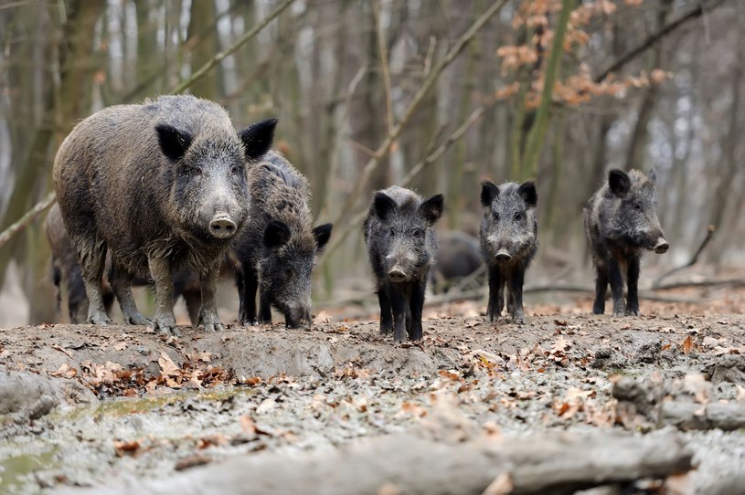 Gdy poczujesz ten zapach w lesie, lepiej szybko się oddal. Na twojej drodze mogą stanąć dziki