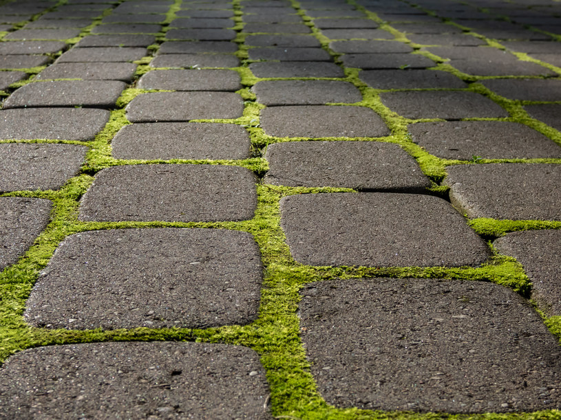 Sprytny sposób na mech. Użyj go, a szybko pozbędziesz się problemu