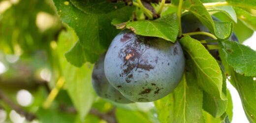 Czym pryskać śliwy w marcu? Wykorzystaj naturalne opryski