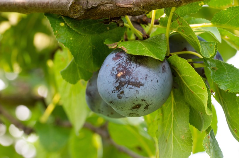 Czym pryskać śliwy w marcu? Wykorzystaj naturalne opryski