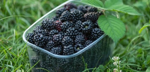 Tegoroczny hit na polskich działkach. Bije na głowę nawet maliny