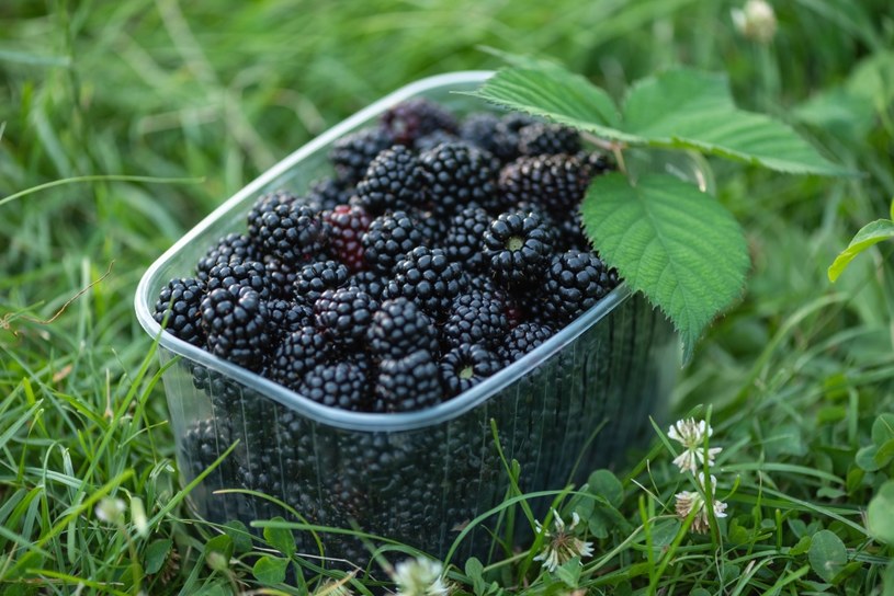 Tegoroczny hit na polskich działkach. Bije na głowę nawet maliny