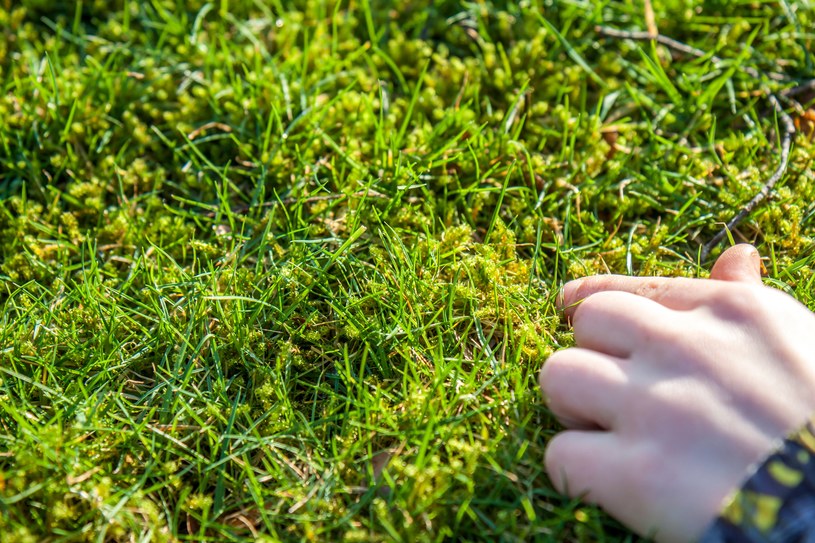 Bez tego zabiegu trawnik będzie słaby i zarośnięty chwastami. Oto kluczowy termin
