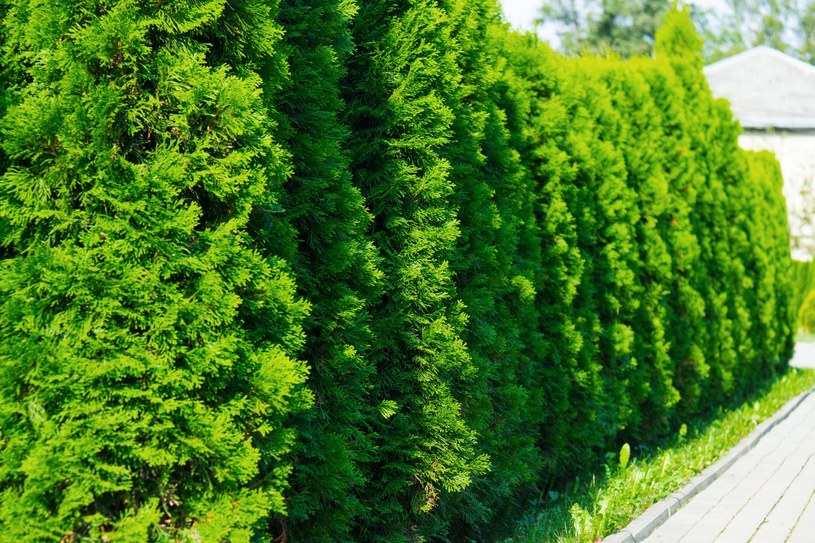 Prawdziwy „mocarz” wśród krzewów. Stworzy zielony mur w krótkim czasie
