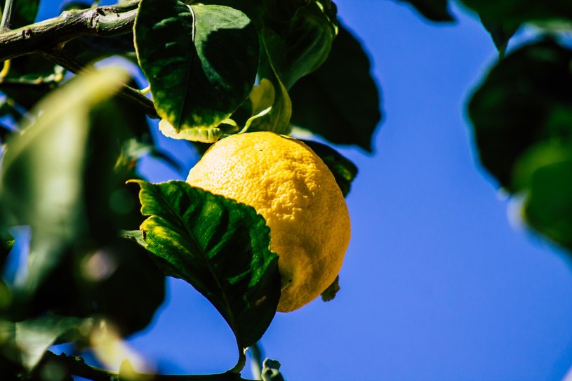 To jedna z najpiękniejszych roślin ozdobnych. Czym jest cytryna Meyera?