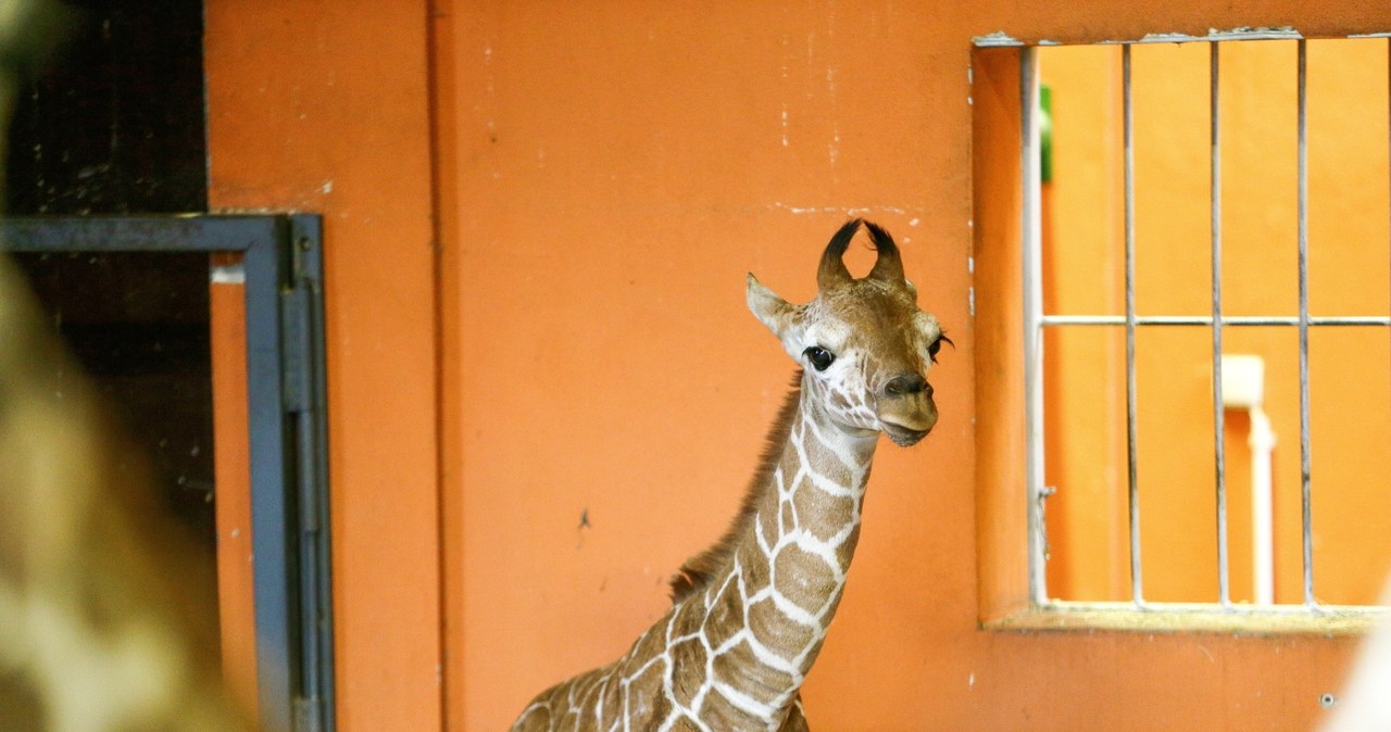 W śląskim zoo urodziła się druga żyrafa Lilo