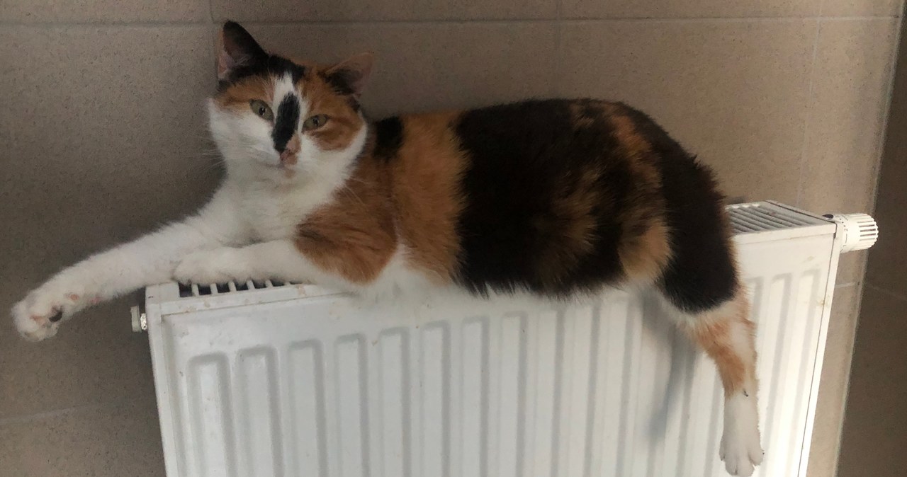 Coraz więcej psów i kotów czeka na adopcję w Wydminach