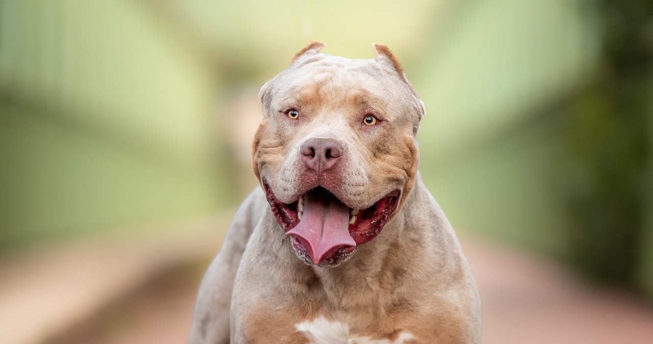 Kobieta zagryziona na oczach wnuka przez American XL Bully