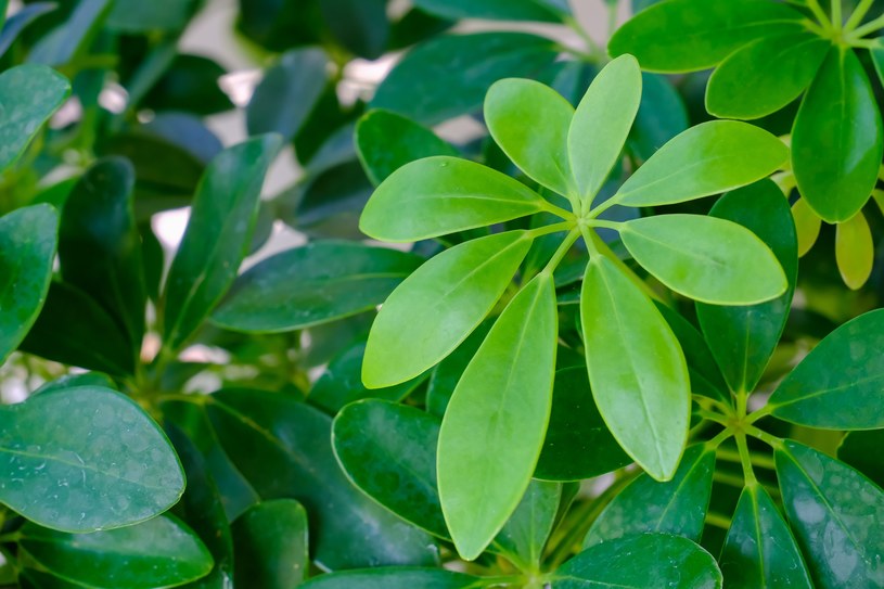 Dlatego zielone liście masowo opadają. Lubiana roślina woła o pomoc