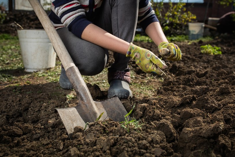 W trakcie odwilży ruszaj do ogrodu. Wiosną zapomnisz o chwastach