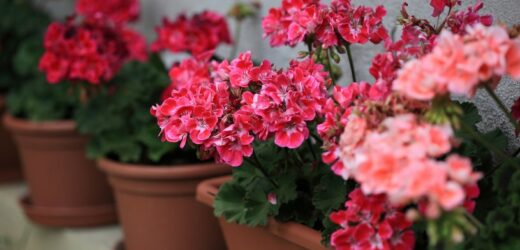 To ostatni moment na wybudzanie pelargonii po zimie. Latem obsypią się kwiatami