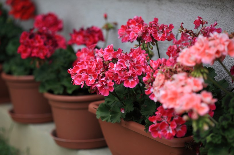 To ostatni moment na wybudzanie pelargonii po zimie. Latem obsypią się kwiatami
