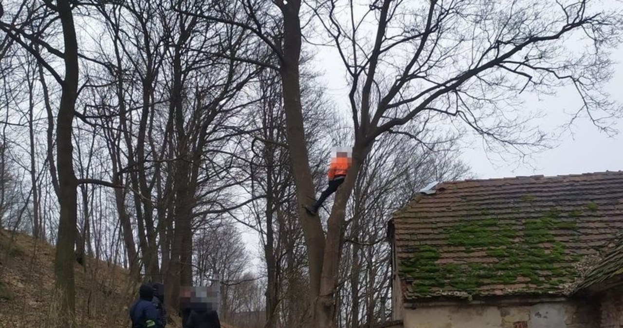 Poszukiwany ukrył się na drzewie