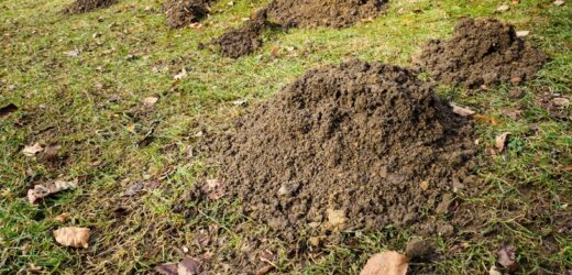 Prosty zabieg zastosuj już w lutym. Na wiosnę pozbędziesz się kreta