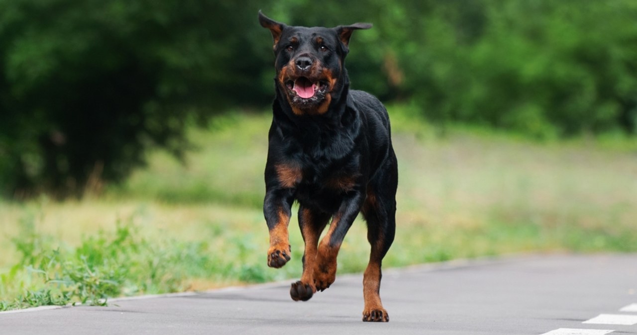 Horror pod Rzymem. Biegacz rozszarpany przez rottweilery
