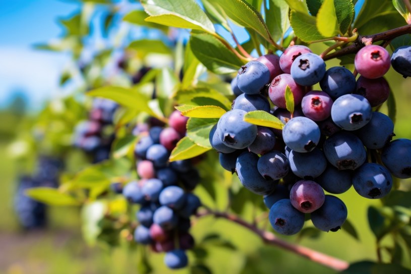 Koniecznie zrób w lutym. Niezbędny zabieg, aby borówka miała owoce