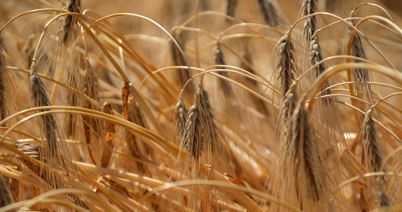 Konfederacja chce kolejnej komisji śledczej. Chodzi o żywność z Ukrainy