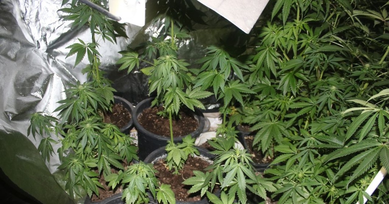 Tunel w sianie prowadził do narkotyków