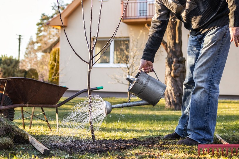 Zbieraj na przednówku i zrób napar dla roślin. Latem zbierzesz kilogramy owoców