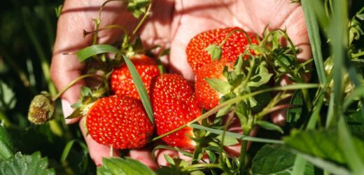 Już teraz przypomnij sobie o truskawkach. Latem obrodzą olbrzymimi owocami