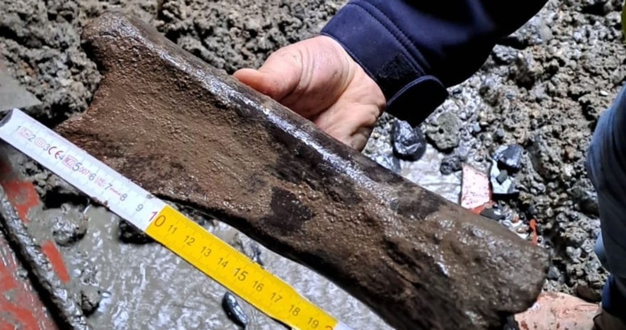 Kości mamuta w metrze w Brukseli. Wykopali je archeolodzy