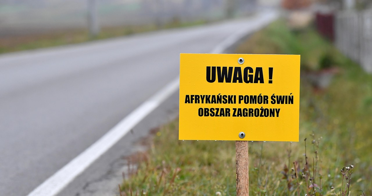 Ogniska afrykańskiego pomoru świń na Mazowszu
