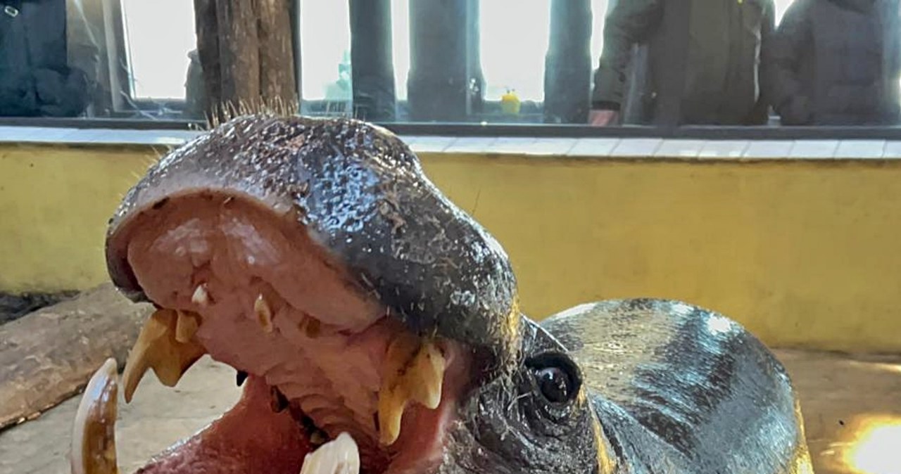 ​Hipopotam z gdańskiego zoo został adoptowany przez sanah