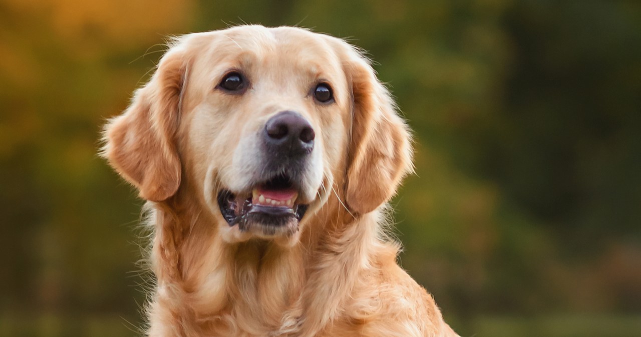 „Pies fortuny”. Golden retriever ukradł zwycięski kupon loterii