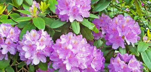 Jak zadbać o rododendrony na wiosnę? Wykonaj prosty zabieg. Oto kluczowy termin