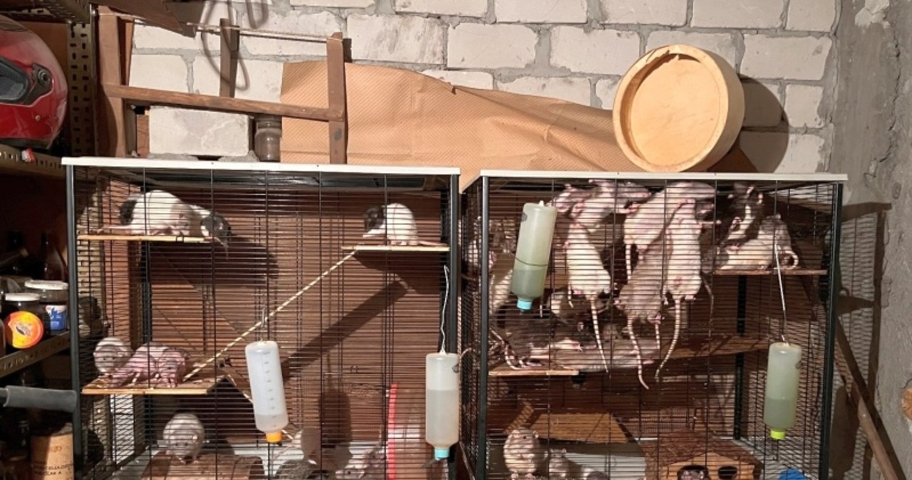 W piwnicy hodowała 50 szczurów. Mieszkańcy Targówka mieli dość