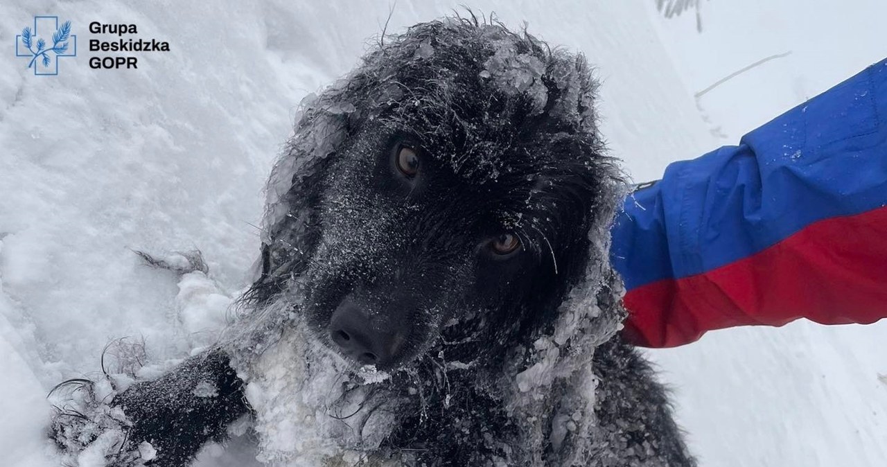 GOPR znalazł psa w rejonie Babiej Góry. Trwają poszukiwania właściciela