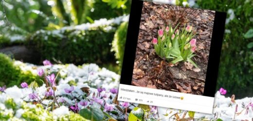 Tulipany w środku zimy? Internauci mówią o fenomenie. Ekspertka wyjaśnia
