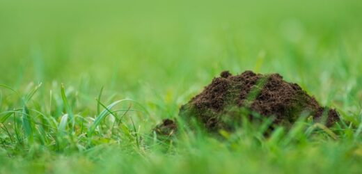 Zmieszaj dwa składniki i wlej do ziemi. Niezawodny sposób na kreta