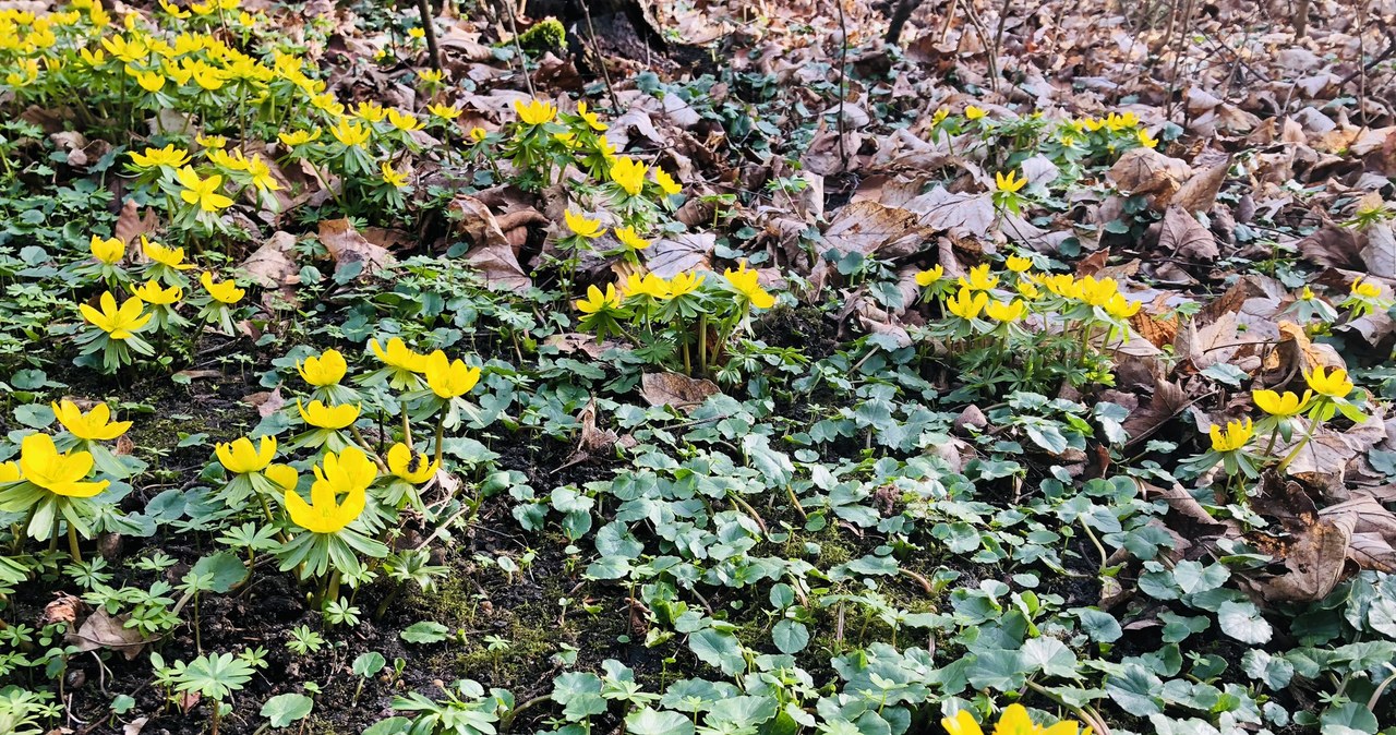 Poszukiwania wiosny w Ogrodzie Botanicznym