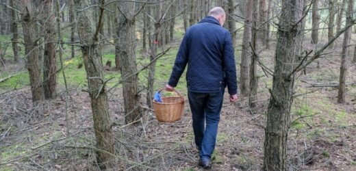 Grzyb, który chrupie jak rzodkiewka? Lepiej go nie próbuj