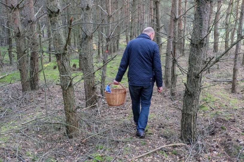 Grzyb, który chrupie jak rzodkiewka? Lepiej go nie próbuj