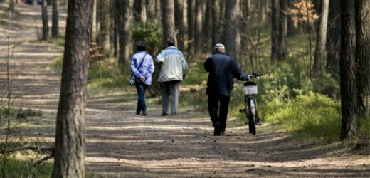 Koszmar leśnych spacerów powrócił. Leśnicy alarmują. „Nie wróży niczego dobrego”