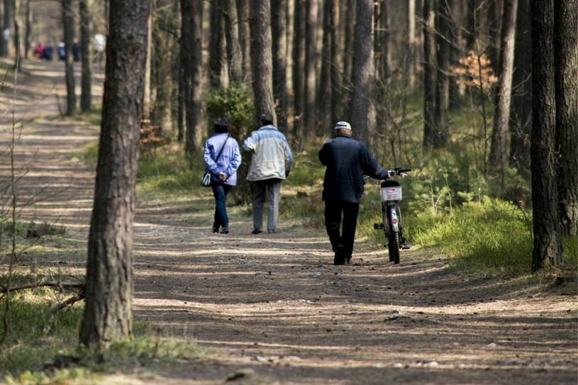 Koszmar leśnych spacerów powrócił. Leśnicy alarmują. „Nie wróży niczego dobrego”