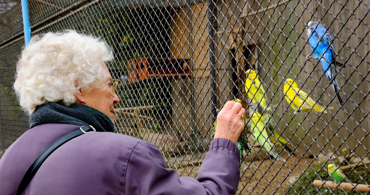 Naukowcy sprawdzają, czy wizyty w zoo poprawią zdrowie seniorów